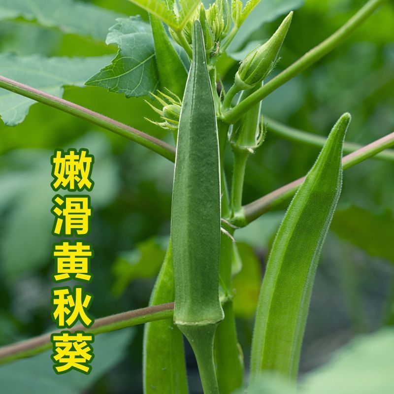 耘盛油绿二号水果秋葵种子早熟速生黄秋葵种籽耐老化春秋播种