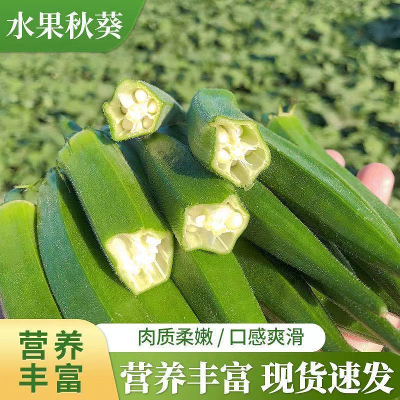 耘盛油绿二号水果秋葵种子早熟速生黄秋葵种籽耐老化春秋播种
