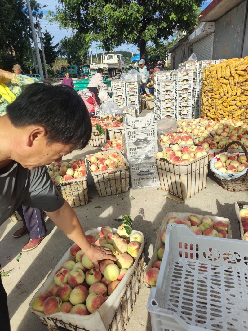 纸袋寒露蜜桃子，价格美丽，需要老板联系