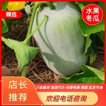 【火爆上市中】河南开封冬瓜，圆冬瓜，粉将，212大号冬瓜