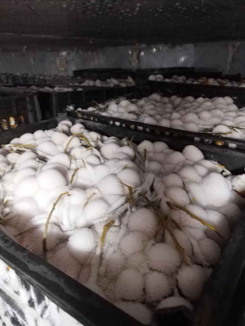 .现货：广东郁南（速冻冷藏无核黄皮果）量大价格从优。