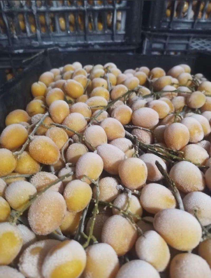 .现货：广东郁南（速冻冷藏无核黄皮果）量大价格从优。