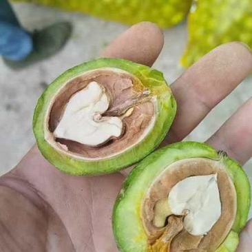 青皮核挑杂果4O起步手选货，货源充持续9月25号不缺货