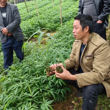 方竹苗筇竹苗檫🪵苗黄伯面等风苗木