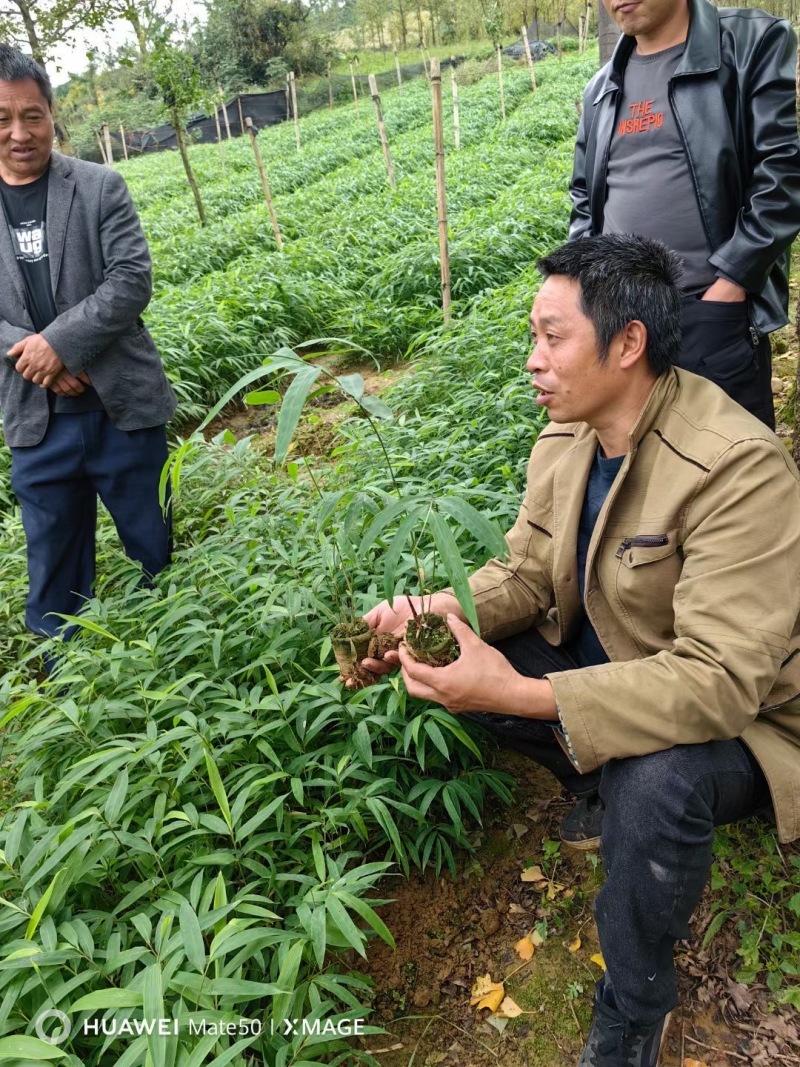 方竹苗筇竹苗檫🪵苗黄伯面等风苗木