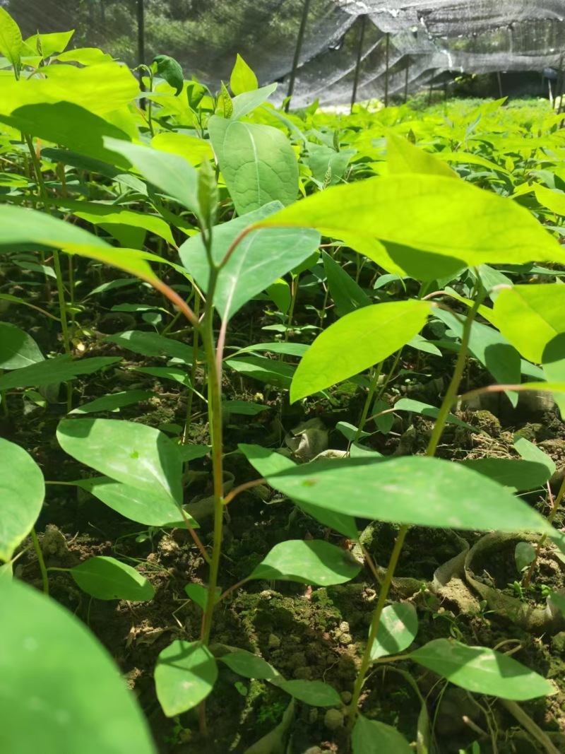 方竹苗筇竹苗檫🪵苗黄伯面等风苗木