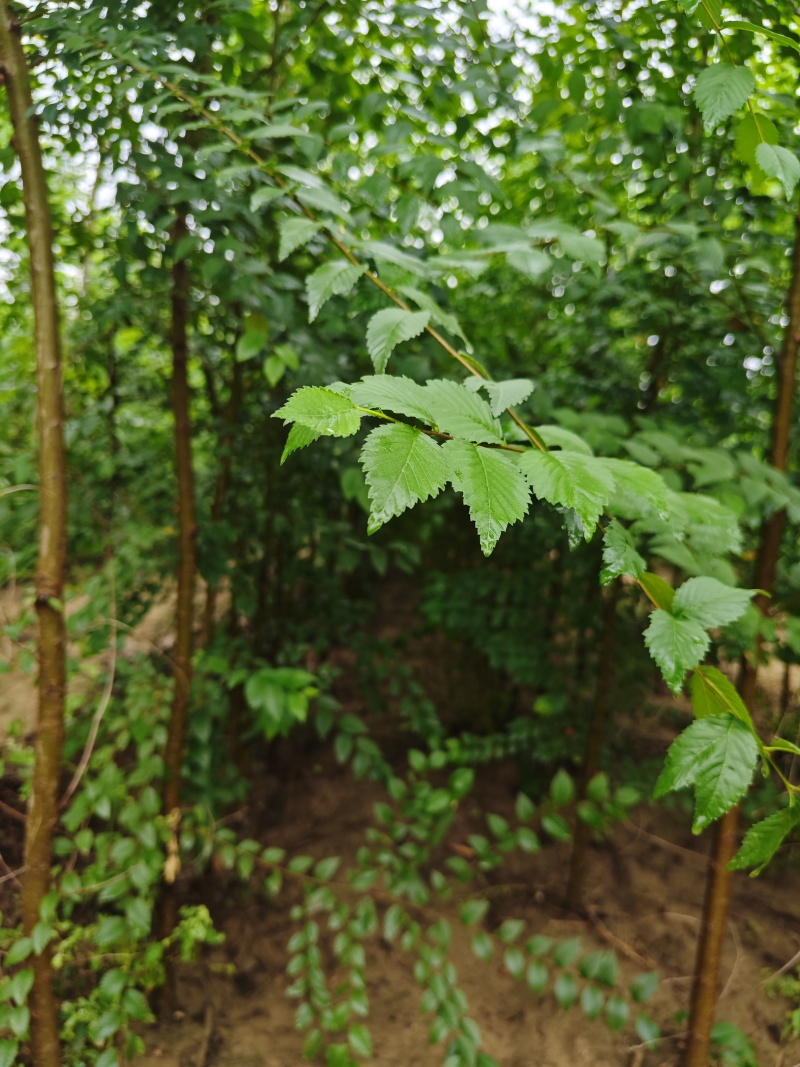 【荐】榆树苗榆树苗基地一手货源产地直供品质保障