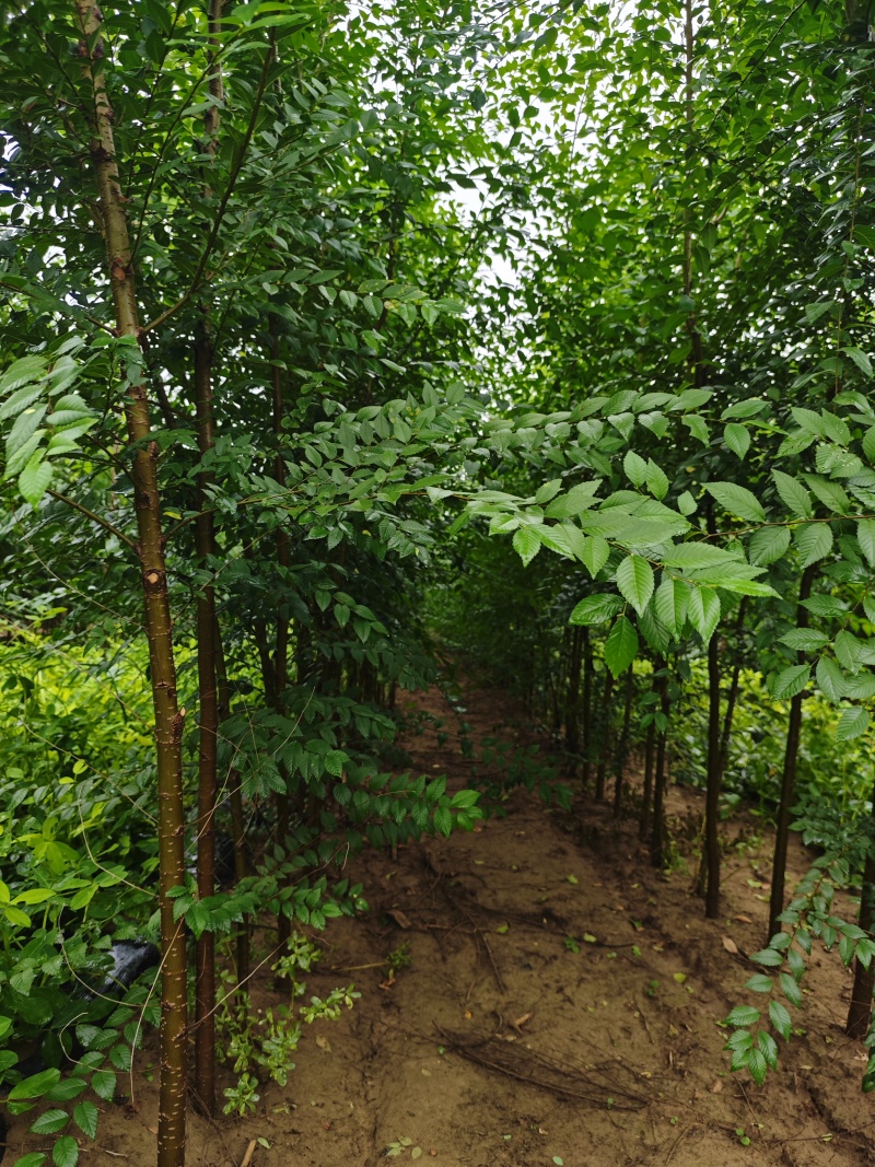 【荐】榆树苗榆树苗基地一手货源产地直供品质保障