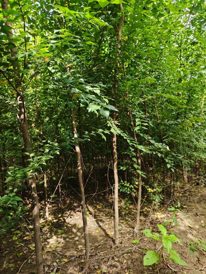【荐】榆树苗榆树苗基地一手货源产地直供品质保障