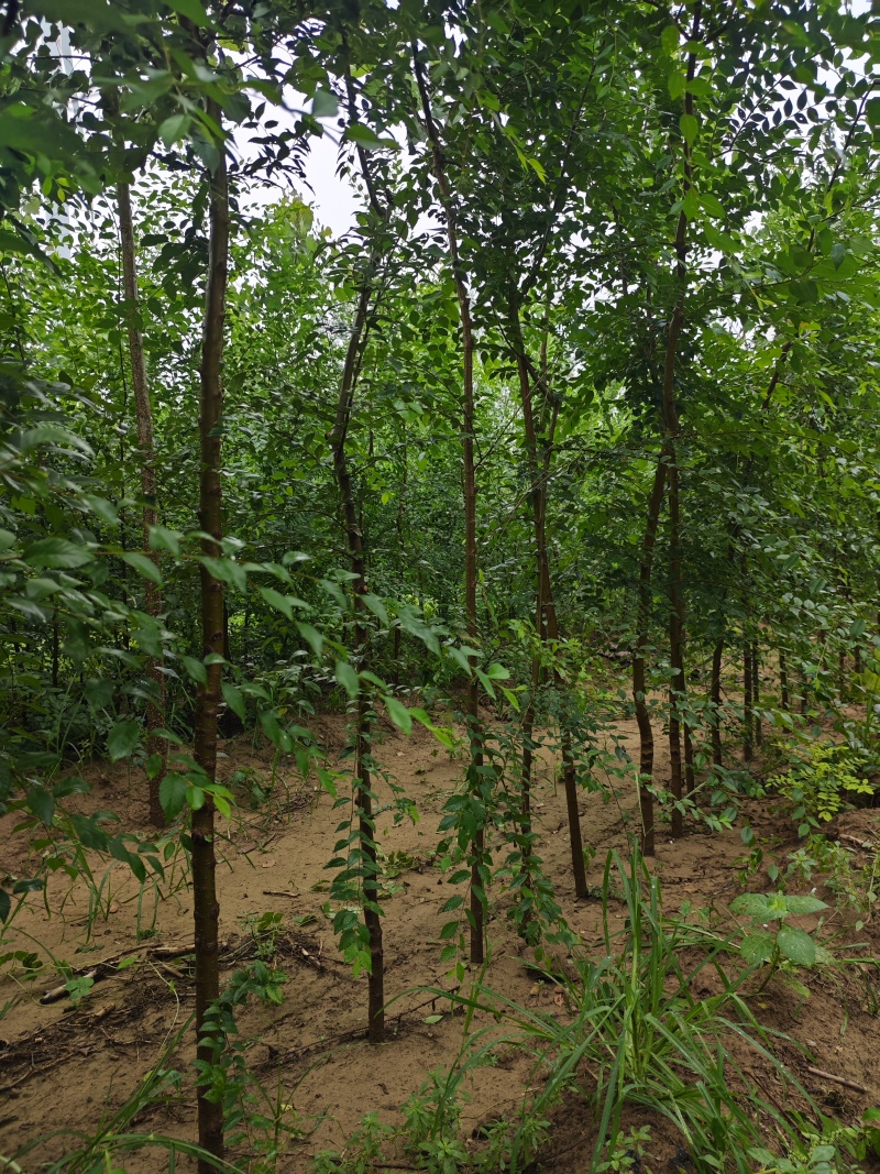 【荐】榆树苗榆树苗基地一手货源产地直供品质保障