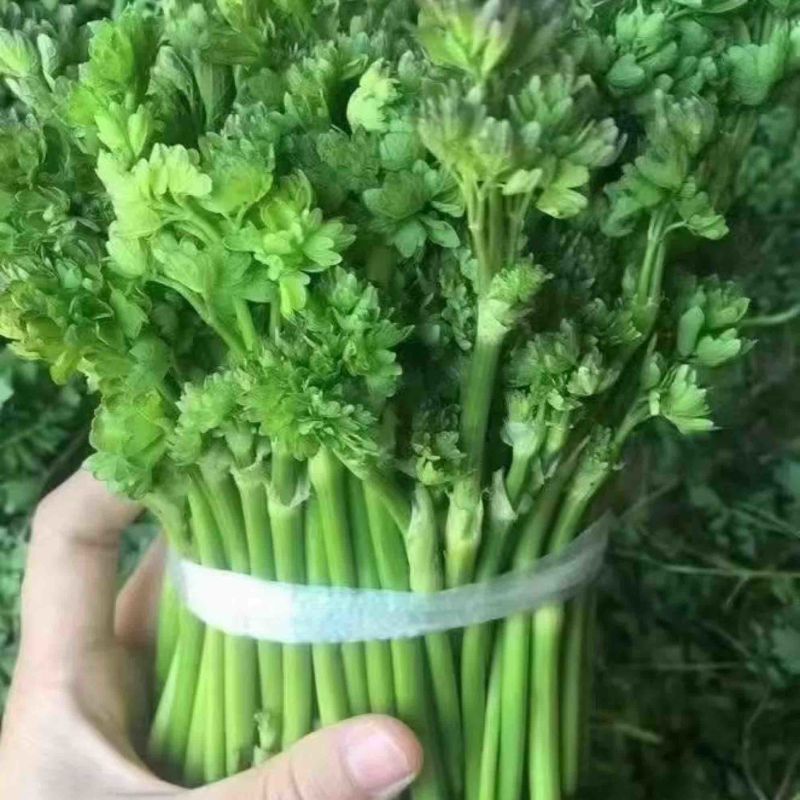 猫爪菜苗