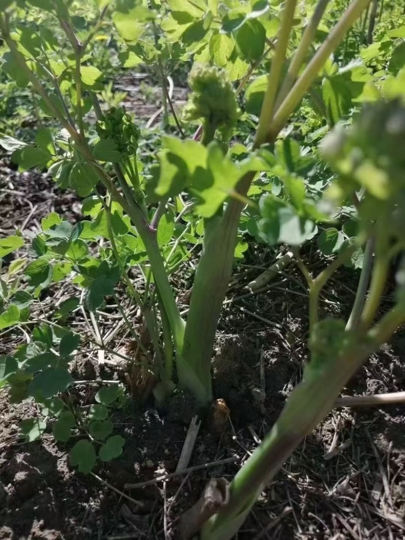 猫爪菜苗