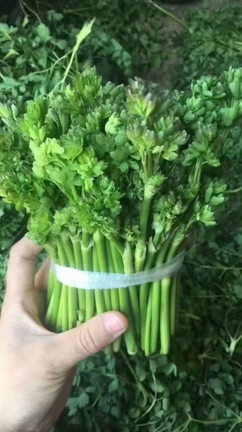 猫爪菜苗