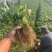 草莓苗\山东潍坊安丘二代红颜脱毒种苗大量有货\对接全国