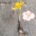 忽地笑（黄花石蒜）