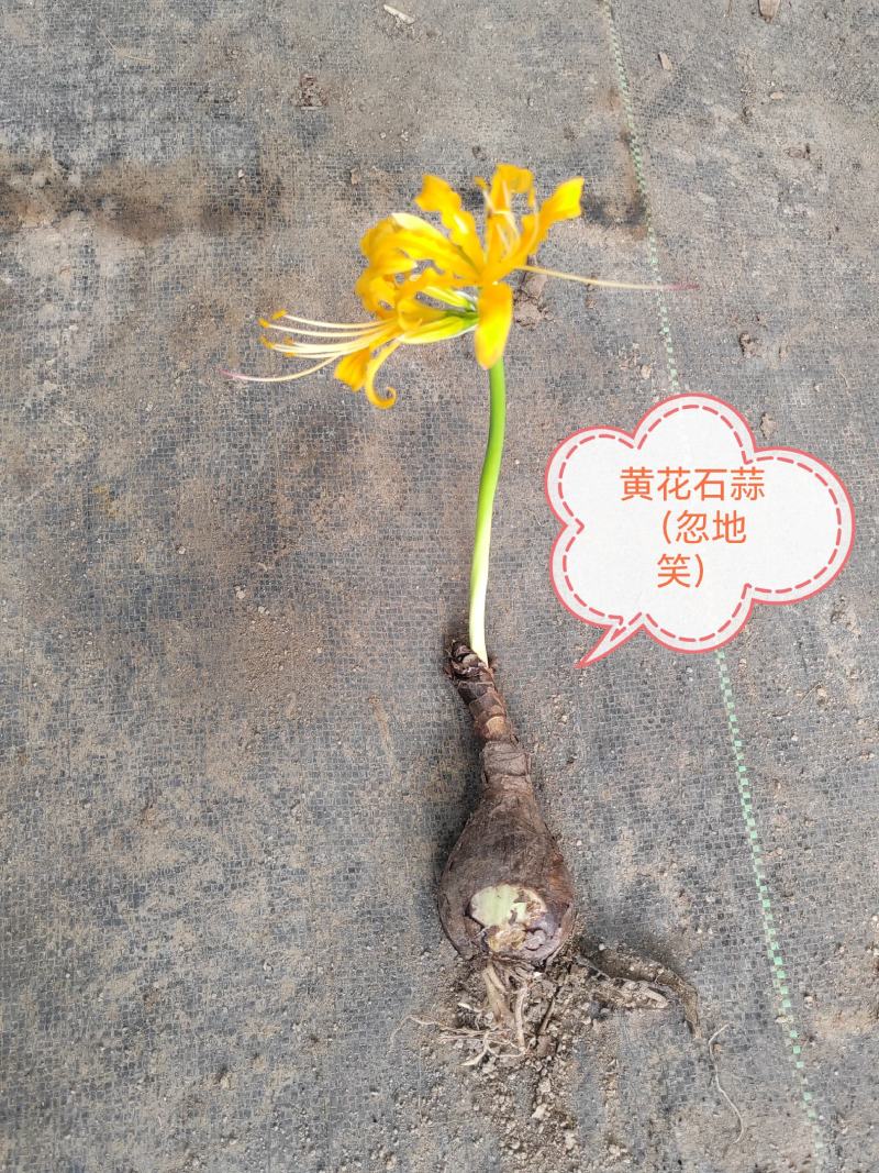 忽地笑（黄花石蒜）