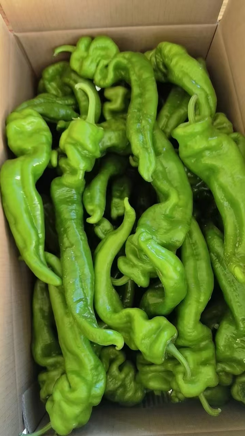 【高人气】河南苏椒按需求分拣打包有纸箱泡沫箱透明袋网袋框子