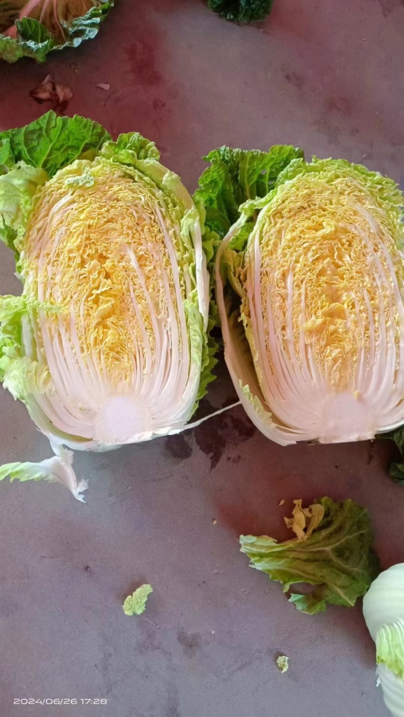 黑龙江黄心大白菜大量上市产地一手货源量大从优欢迎致电
