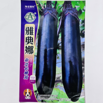 雅典娜茄子种子紫黑茄茄子杂交一代，全国发货