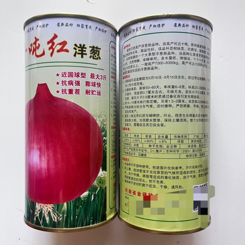 洋葱种子十吨红紫红皮洋葱品种杂交品种种子