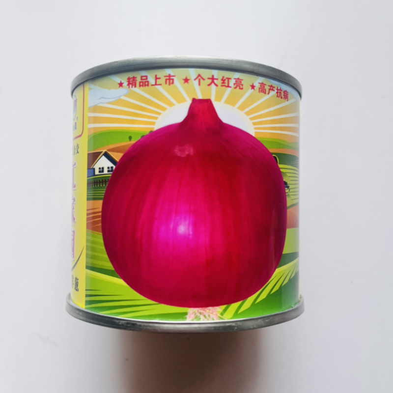 洋葱种子十吨红紫红皮洋葱品种杂交品种种子