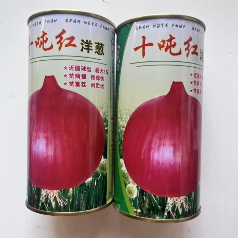 洋葱种子十吨红紫红皮洋葱品种杂交品种种子