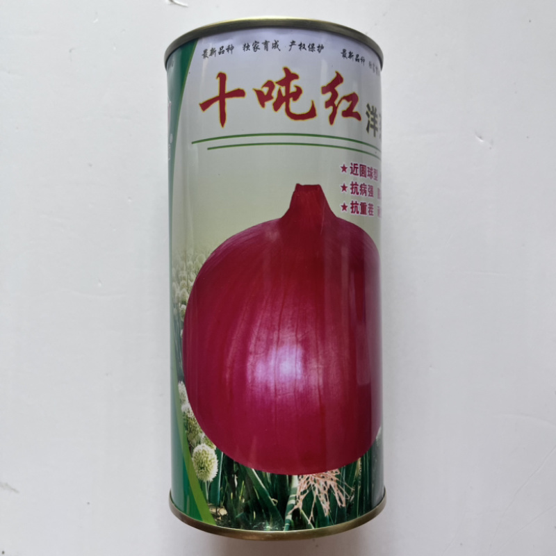 洋葱种子十吨红紫红皮洋葱品种杂交品种种子