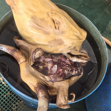 本地黄牛头火燎无碱清洗干净