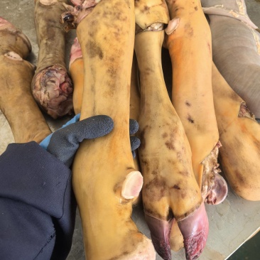 本地黄牛蹄火燎无碱清洗干净超码称重