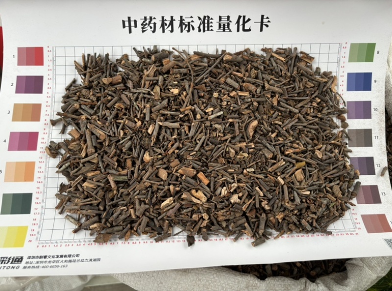 广西桑寄生槲寄生新货颜色漂亮无硫好品质无尘无杂质量大从优