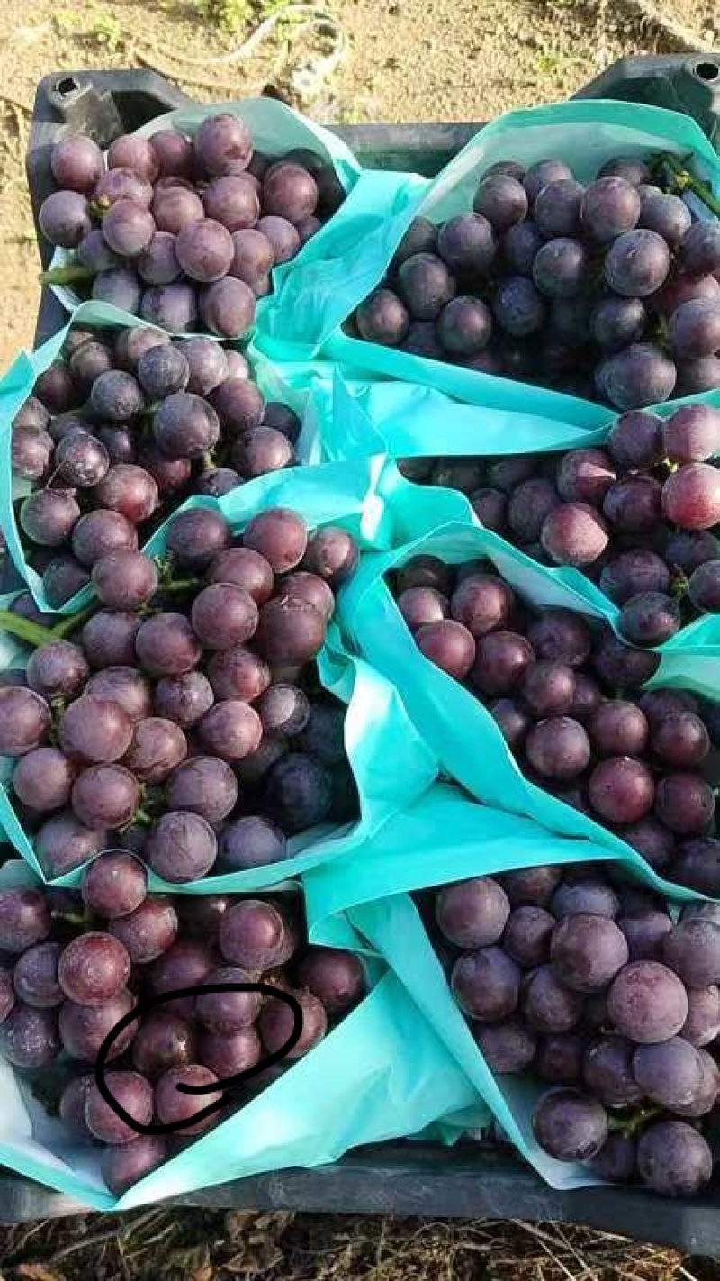 头茬巨峰葡萄大量供应，货源稳定价格美丽
