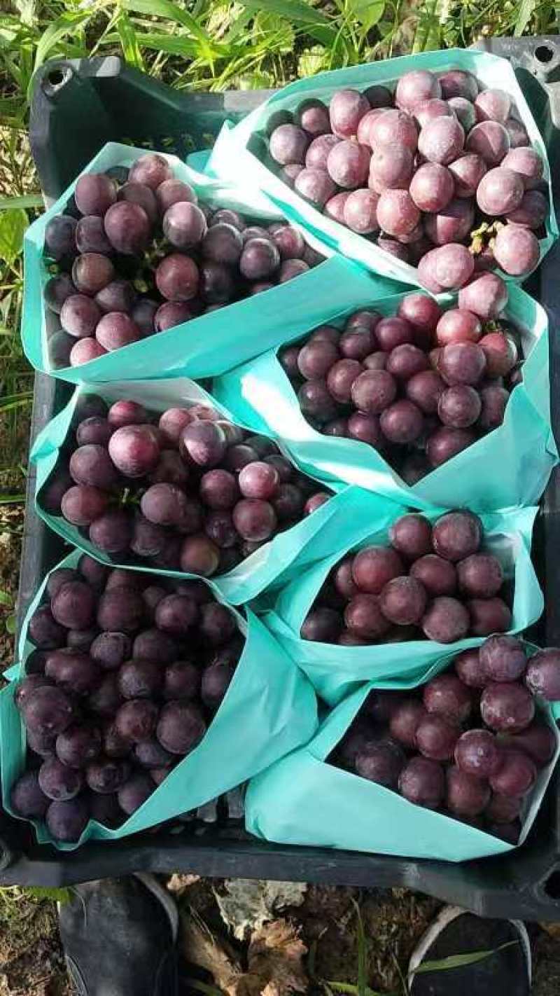 头茬巨峰葡萄大量供应，货源稳定价格美丽