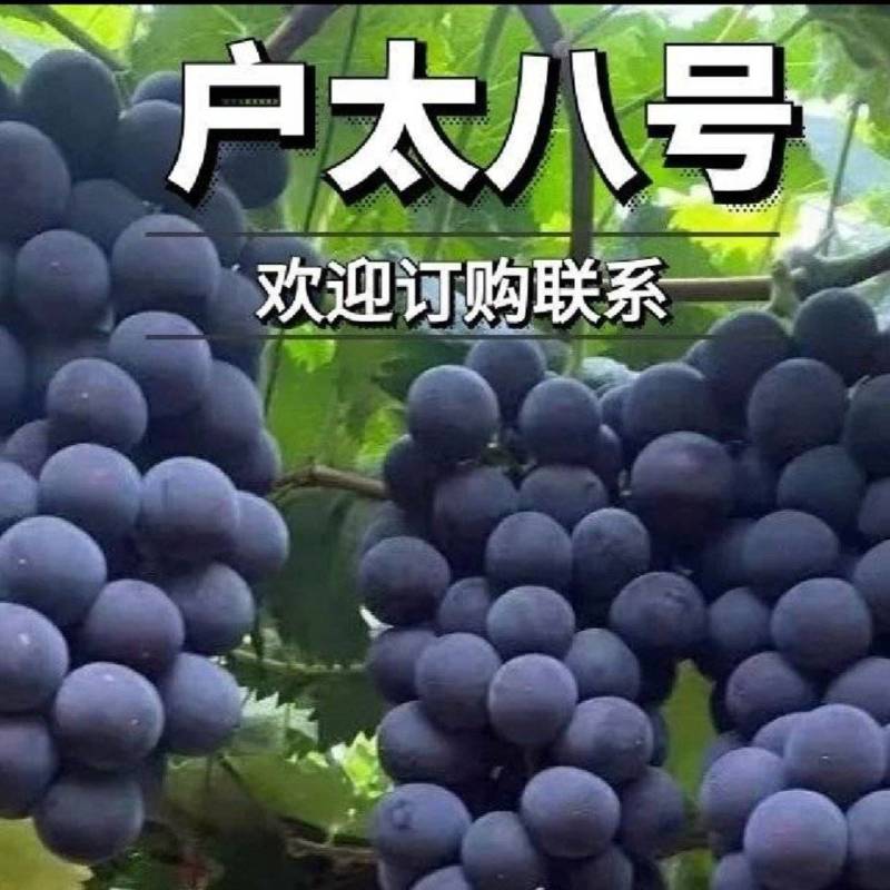 沪太大量供应，可以整车代发