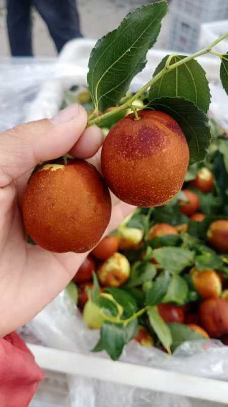山东潍坊昌邑梨枣