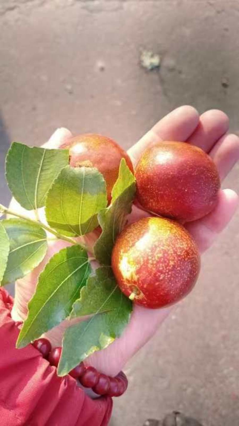 山东潍坊昌邑梨枣