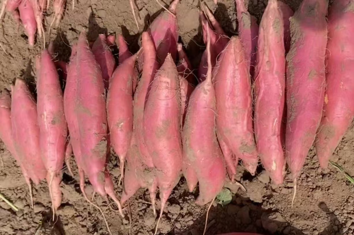 图片说明:一杯新鲜制作的芭蕉红薯奶昔,色泽金黄,质地细腻 芭蕉红薯奶昔成品图