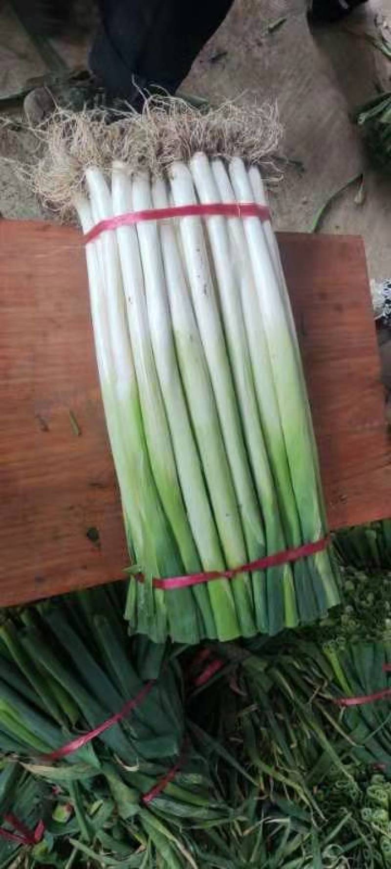 章丘大葱