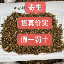广西桑寄生槲寄生新货颜色漂亮无硫好品质无尘无杂质量大从优