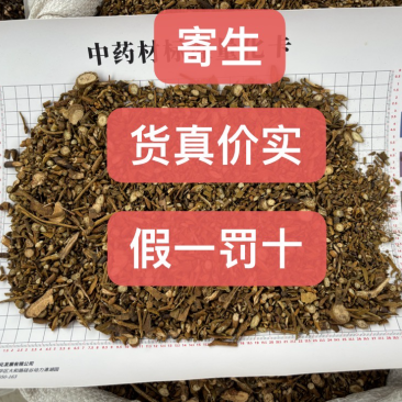 广西桑寄生槲寄生新货颜色漂亮无硫好品质无尘无杂质量大从优