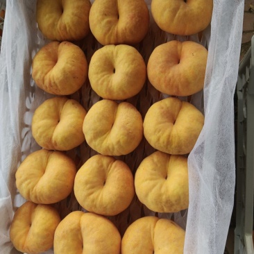 瑞蟠101大量现货