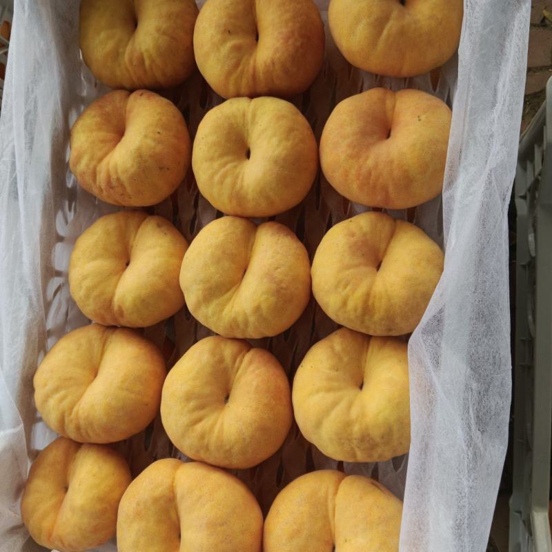 瑞蟠101大量现货