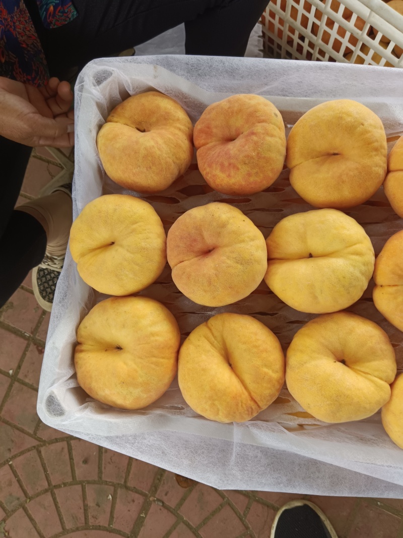瑞蟠101大量现货