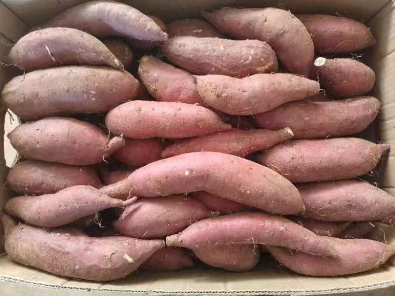 河南精品商薯19，质优价廉，产地直供，合作共赢