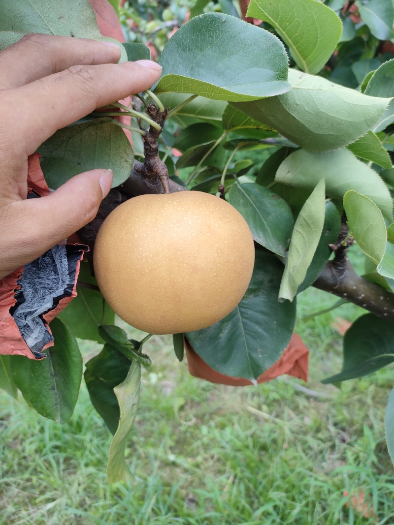 新高梨江苏新高梨基地直供支持视频看货价格优惠欢迎联系