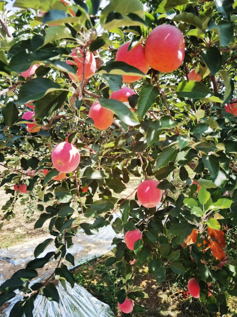 山西早熟红富士苹果大量现货上市量大从优一条龙服务