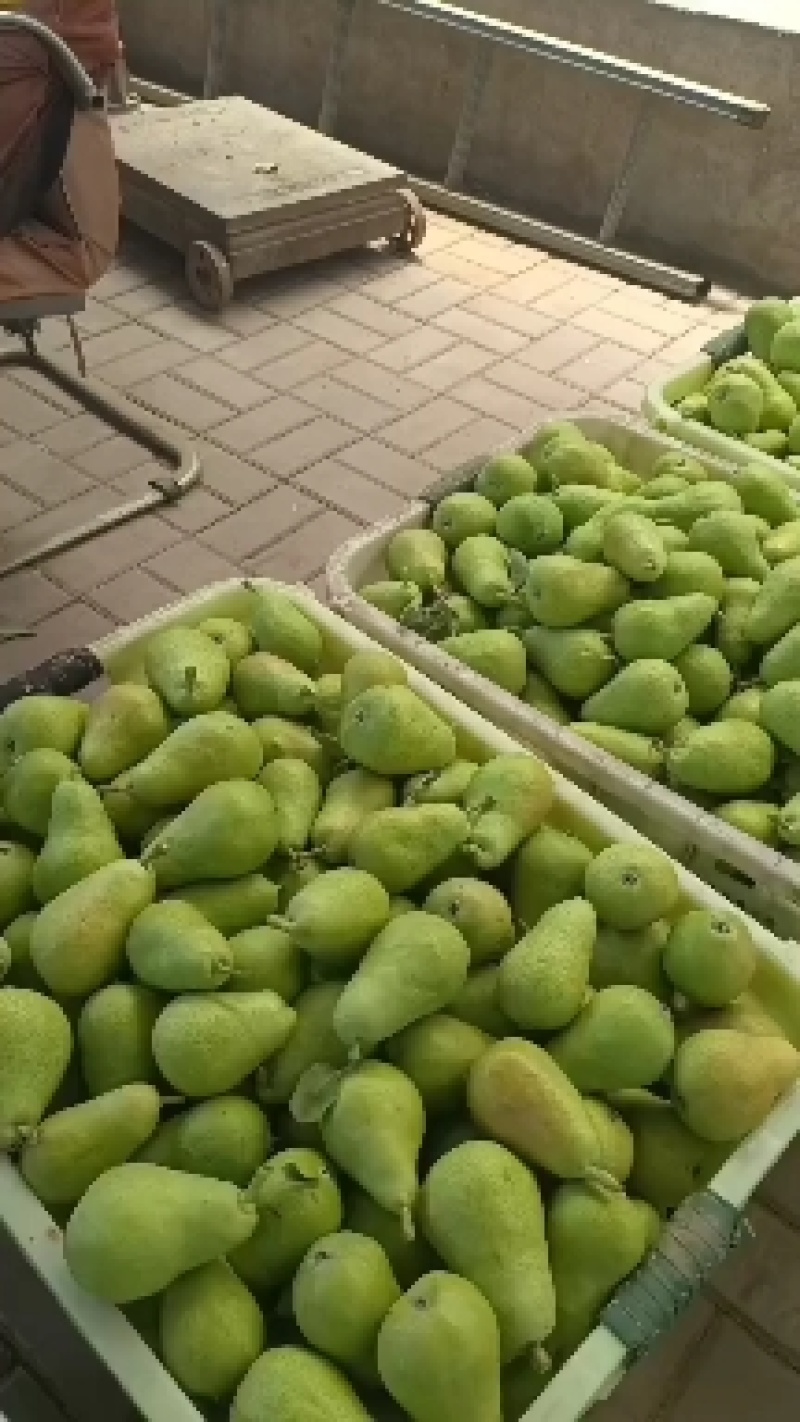 甘肃兰州巴梨