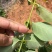 江西金钩藤种植基地优质药材苗移栽易成活好管理可视频基地