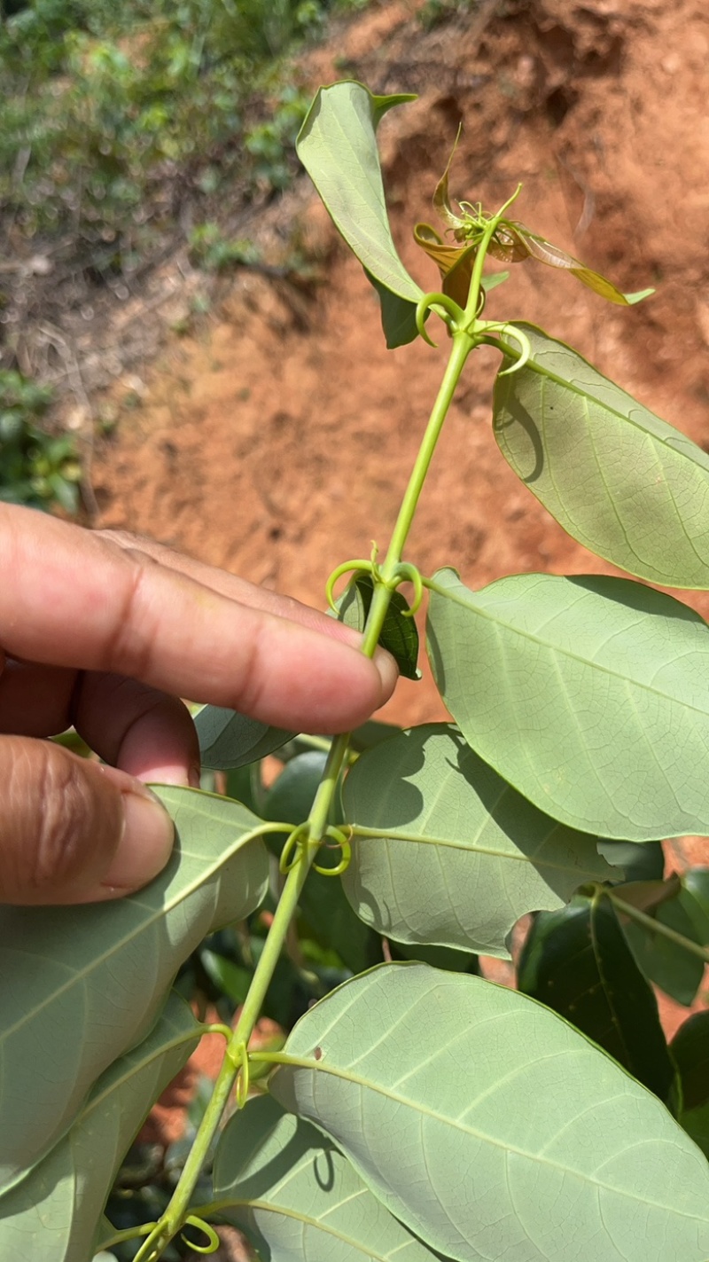 江西金钩藤种植基地优质药材苗移栽易成活好管理可视频基地