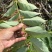 江西金钩藤种植基地优质药材苗移栽易成活好管理可视频基地