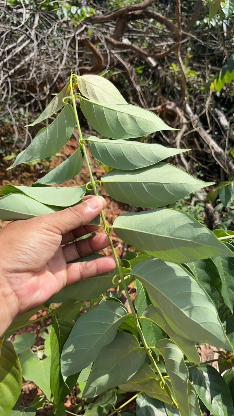 江西金钩藤种植基地优质药材苗移栽易成活好管理可视频基地